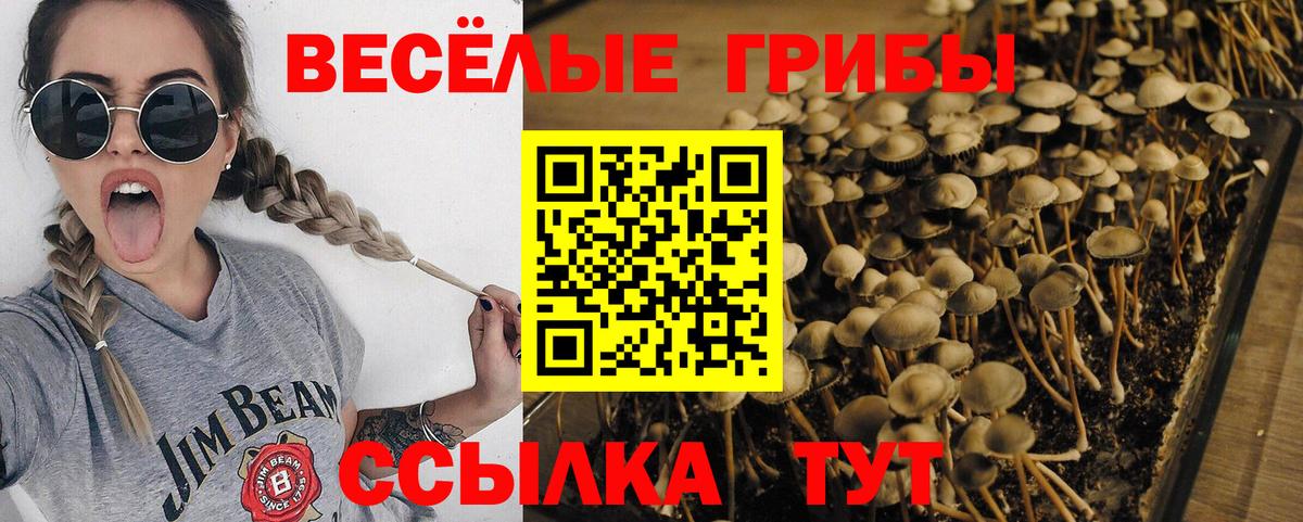 Галлюциногенные грибы прущие грибы Кандалакша